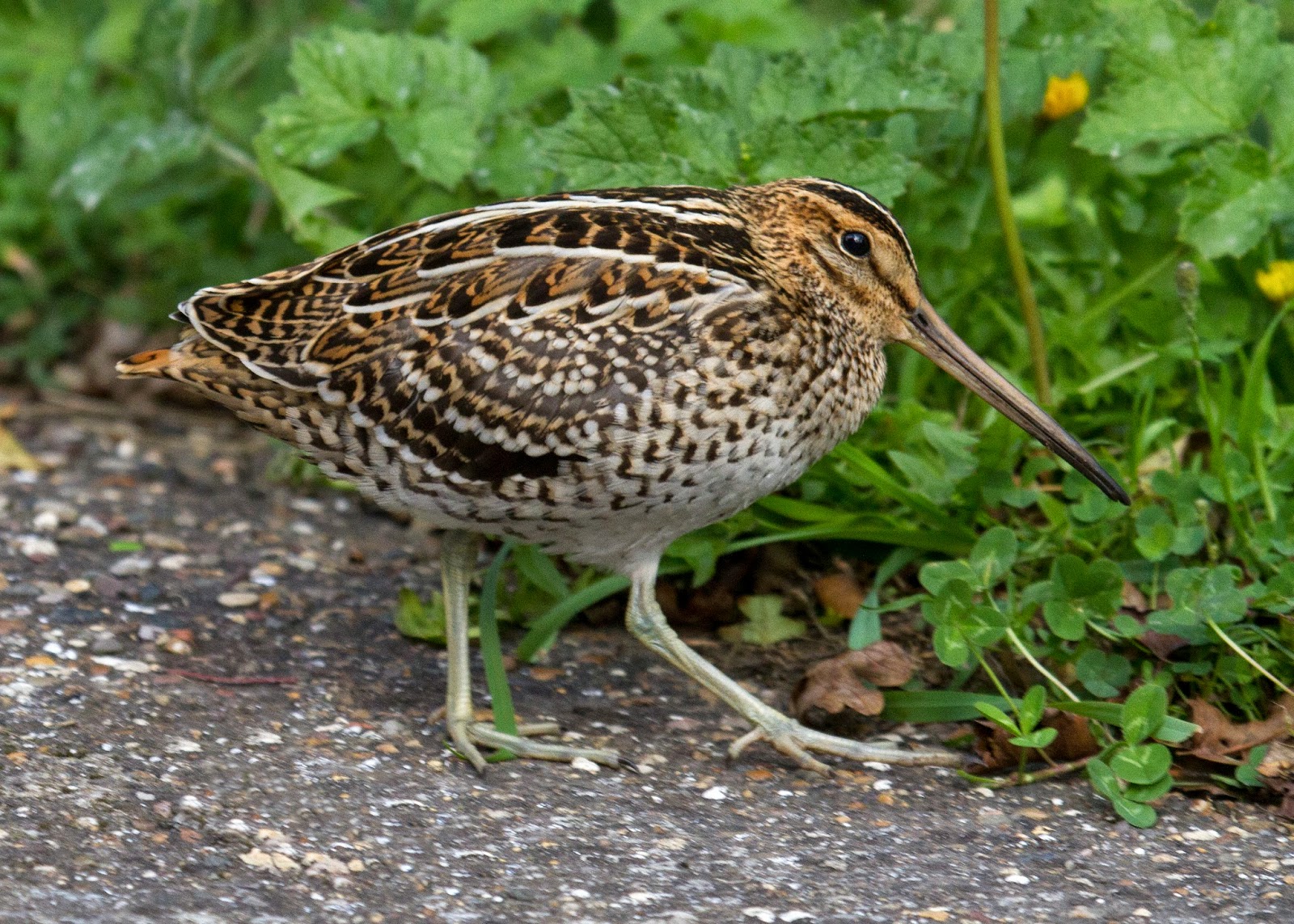 Snipe